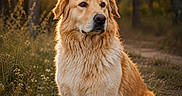 Taz participe au concours pour gagner de l'argent avec cette photo : dog, golden_retriever, animal, pet, outdoor, nature, forest, sunset, sunlight, grass, path, tree, canine, fur, mammal, sitting, portrait, calm, daylight, wildlife