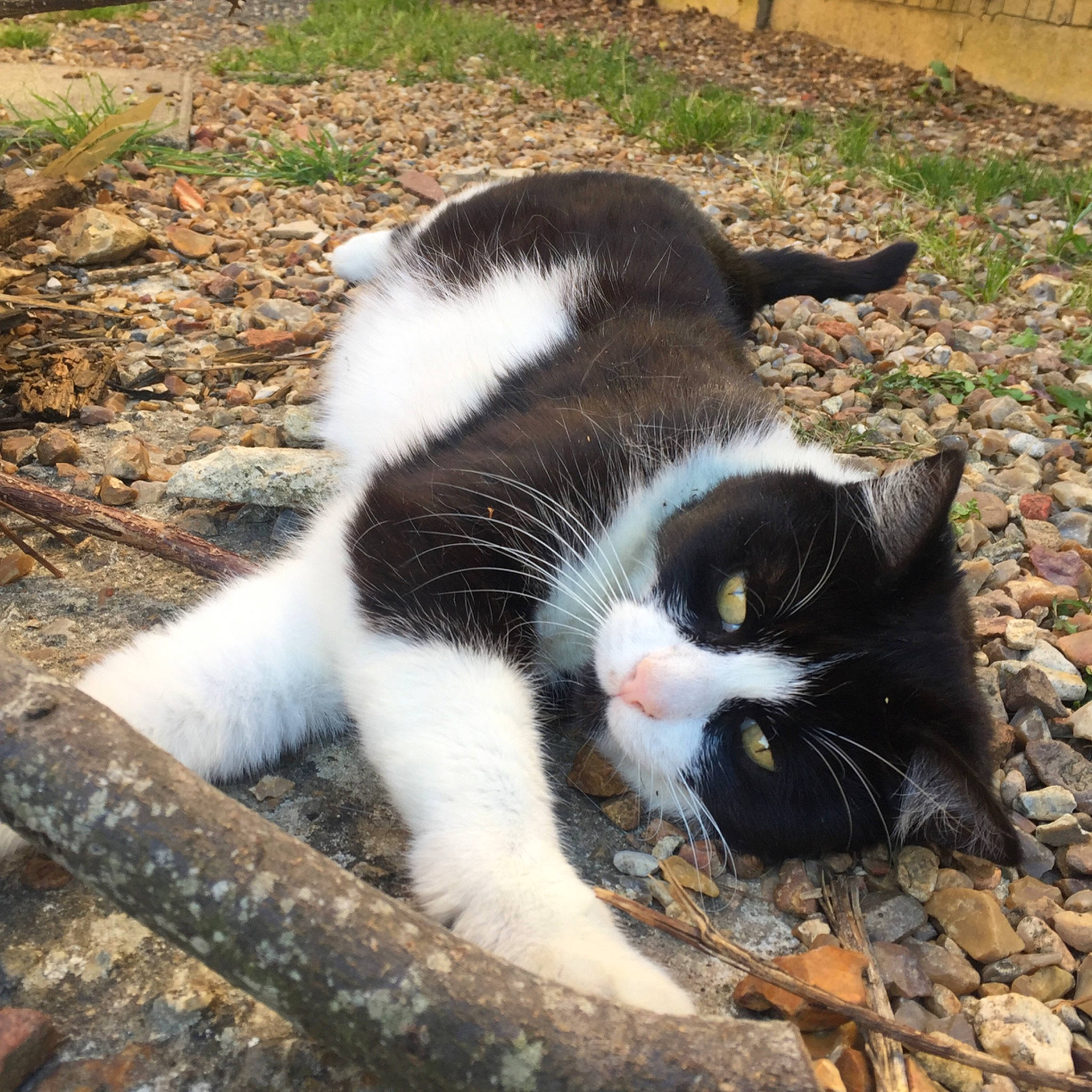 Cristal participe au concours pour gagner de l'argent avec cette photo : aegean_cat, american_wirehair, carnivore, cat, domestic_short_haired_cat, european_shorthair, eye, felidae, fur, grass, plant, polydactyl_cat, small_to_medium_sized_cats, snout, tail, whiskers