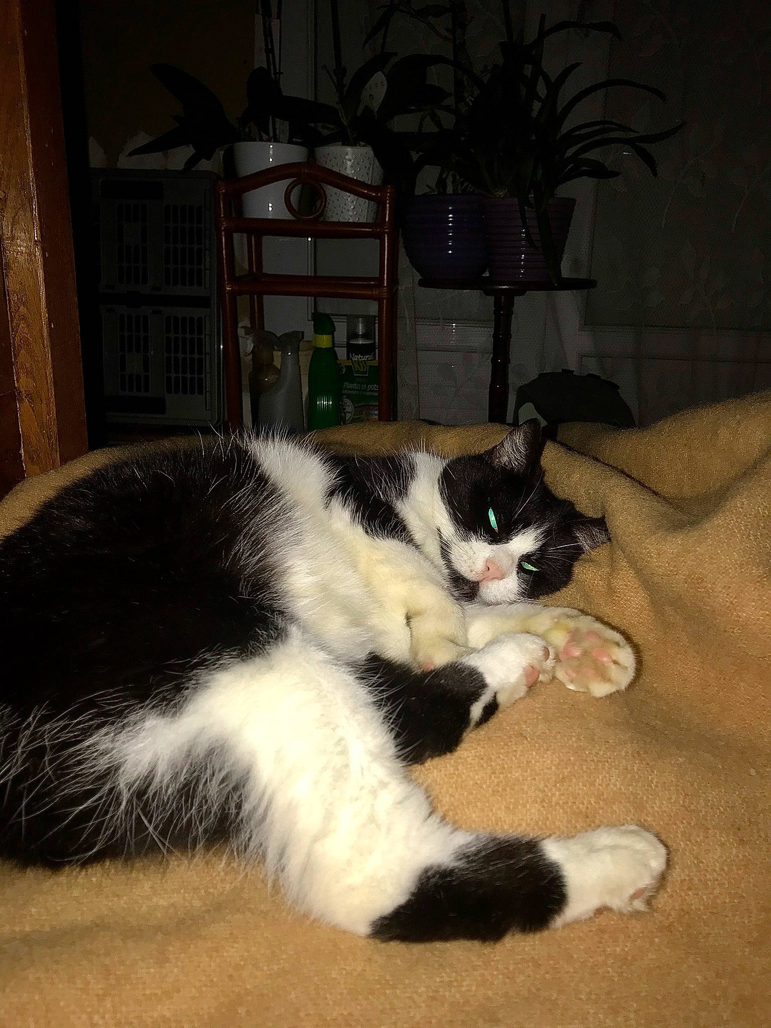 Cristal a rejoint le concours — aidez-le/la à gagner de superbes lots ! american_wirehair, black_and_white, carnivore, cat, domestic_short_haired_cat, felidae, fur, kitten, mammal, paw, polydactyl_cat, small_to_medium_sized_cats, snout, tail, whiskers