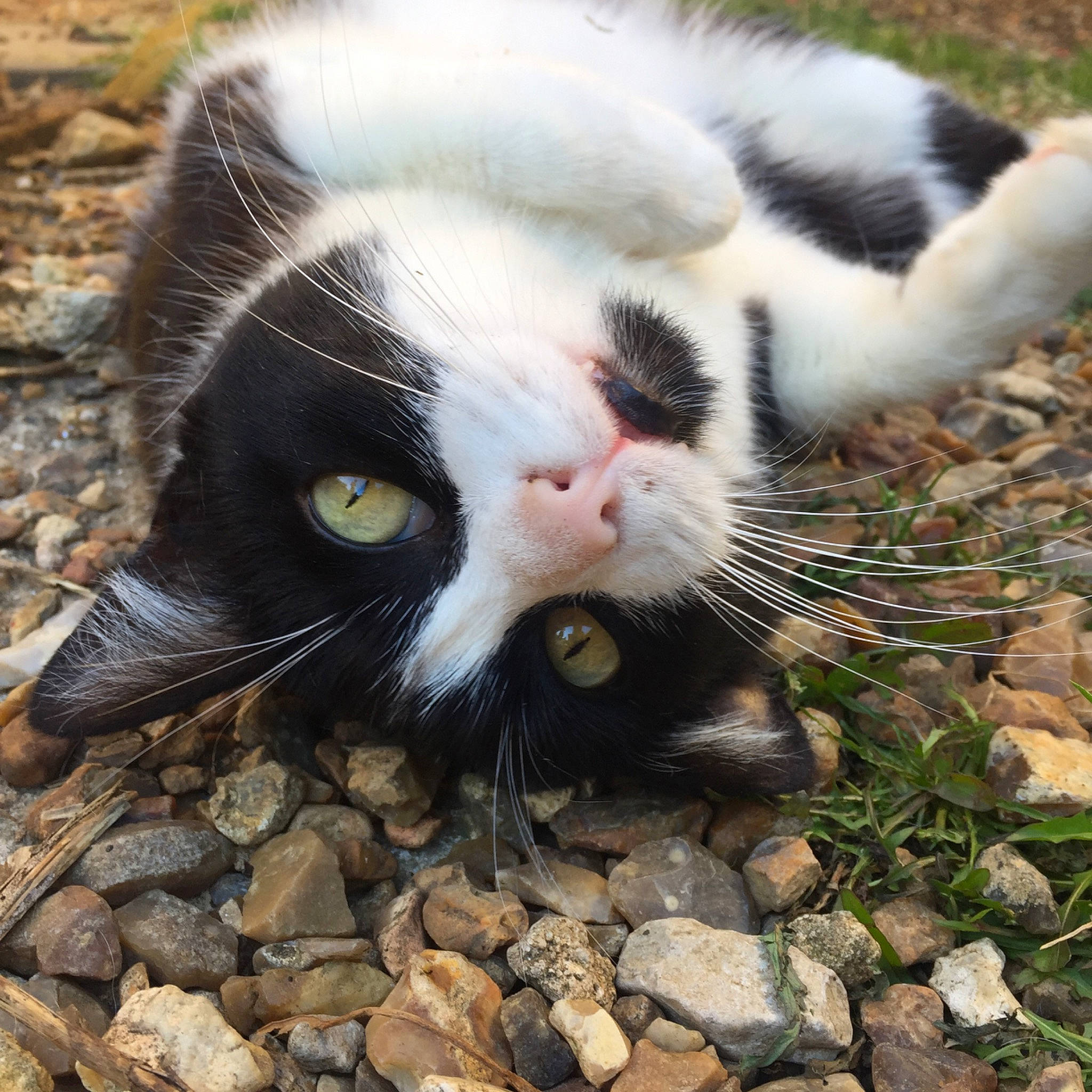 Cristal participe au concours pour gagner de l'argent avec cette photo : carnivore, cat, claw, domestic_short_haired_cat, european_shorthair, eye, felidae, fur, grass, nose, paw, plant, polydactyl_cat, small_to_medium_sized_cats, snout, whiskers