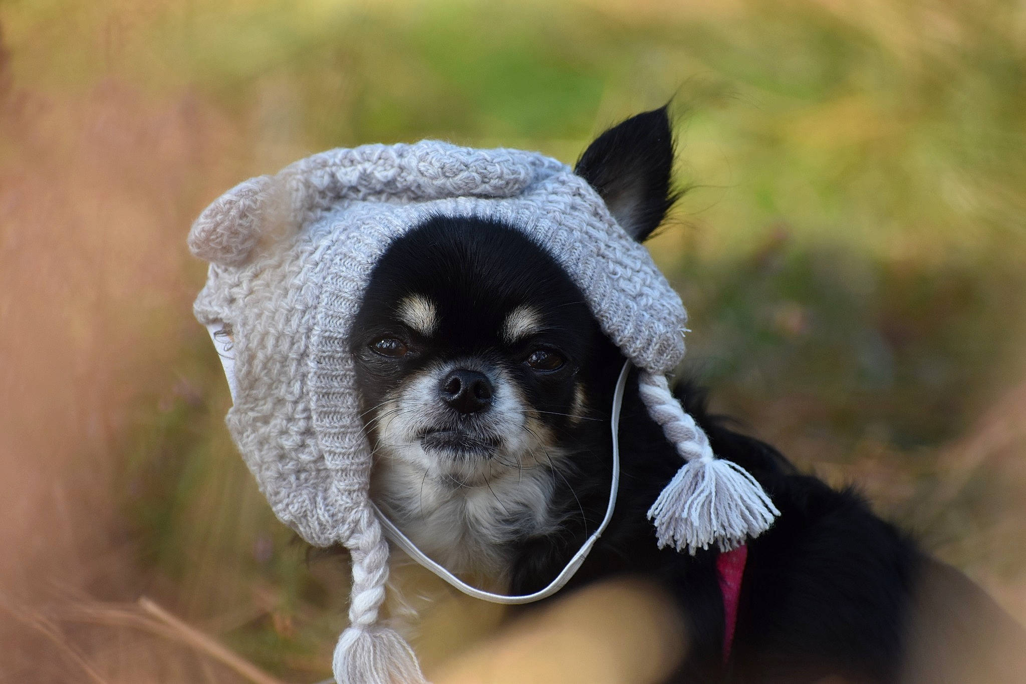 Jipsie participe au concours pour gagner de l'argent avec cette photo : canidae, carnivore, companion_dog, dog, dog_breed, dog_clothes, fawn, fur, hat, headgear, puppy, snout, sporting_group, whiskers