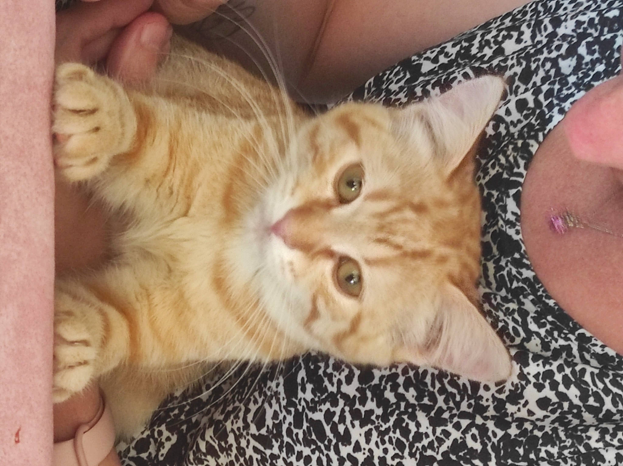 Nesquik participe au concours pour gagner de l'argent avec cette photo : carnivore, cat, claw, comfort, domestic_short_haired_cat, ear, fawn, felidae, finger, foot, fur, gesture, nail, nap, paw, photo_caption, small_to_medium_sized_cats, tail, thumb, whiskers