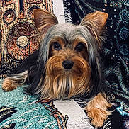 Penelope joined the competition — help win amazing prizes! animal, blanket, companion, cozy, cute, dog, domestic_animal, ears, eyes, face, fur, furry, indoor, lying_down, patterned, pet, portrait, relaxed, small_dog, yorkshire_terrier