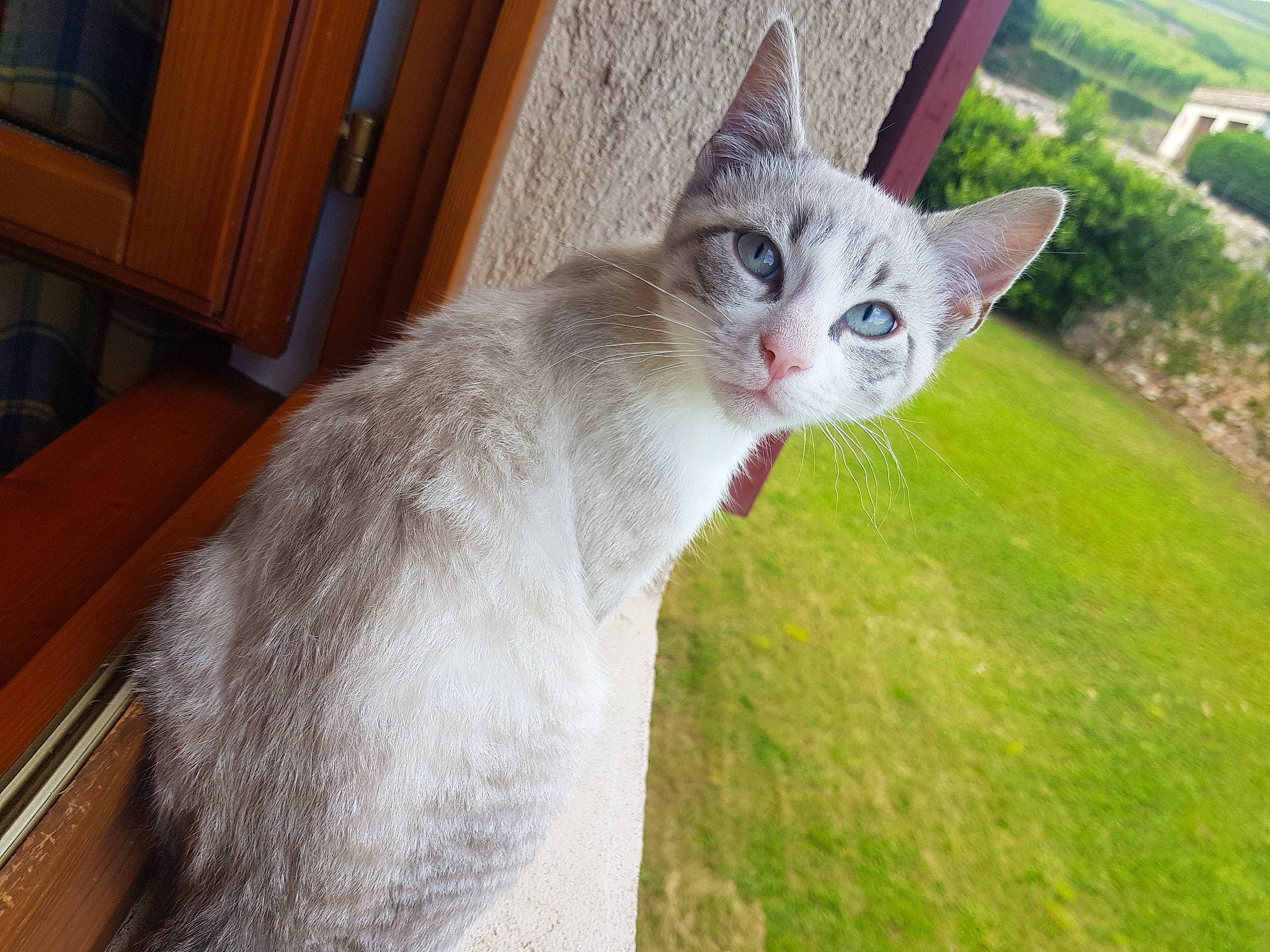 Batman participe au concours pour gagner de l'argent avec cette photo : aegean_cat, asian, burmilla, carnivore, cat, domestic_short_haired_cat, european_shorthair, felidae, german_rex, mammal, ojos_azules, small_to_medium_sized_cats, tail, turkish_van, vertebrate, whiskers