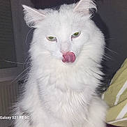 Roméo a rejoint le concours — aidez-le/la à gagner de superbes lots ! cat, white_fur, green_eyes, tongue_out, licking, fluffy, pet, animal, indoor, close_up, portrait, whiskers, cute, feline, domestic_cat, fur, nose, ears, expression, mammal