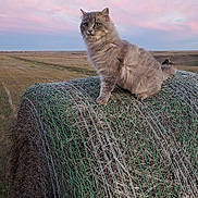 Cloud joined the competition — help win amazing prizes! cat, animal, hay_bale, field, sunset, pink_sky, prairie, rural, outdoor, fluffy, green_eyes, fur, sitting, portrait, nature, horizon, grass, farm, whiskers, evening
