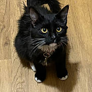 Stella joined the competition — help win amazing prizes! cat, black_cat, pet, animal, fur, whiskers, yellow_eyes, paws, collar, floor, wooden_floor, indoor, looking_up, tail, cute, curious, domestic_cat, feline, close_up, young_cat