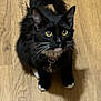 cat, black_cat, pet, animal, fur, whiskers, yellow_eyes, paws, collar, floor, wooden_floor, indoor, looking_up, tail, cute, curious, domestic_cat, feline, close_up, young_cat