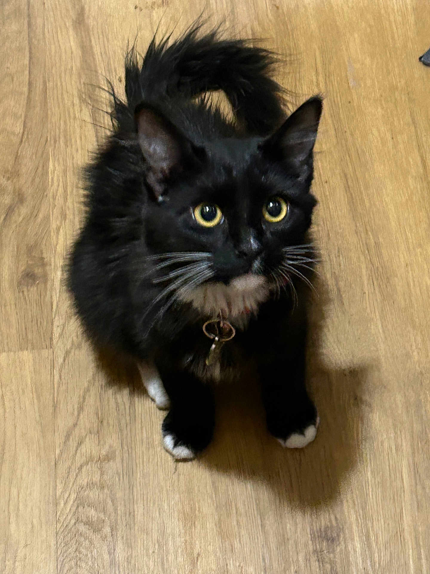 Stella