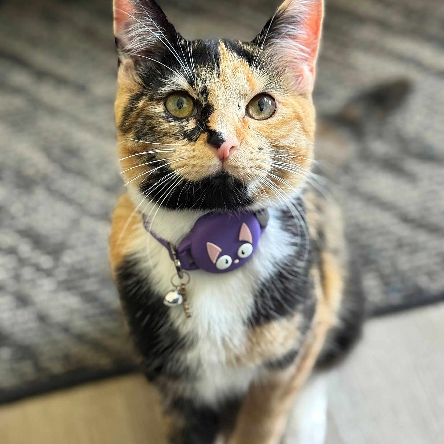 Luna joined the competition — help win amazing prizes! animal, blurred_background, calico, cat, closeup, collar, curious, cute, domestic_animal, ears, eyes, feline, floor, fur, indoor, indoor_lighting, pet, portrait, sitting, whiskers