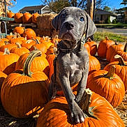 Stormy joined the competition — help win amazing prizes! puppy, dog, puppy_face, pumpkin, pumpkins, autumn, fall, orange, hay, blue_sky, outdoor, portrait, cute, paw, collar, leash, harvest, farm_stand, sunlight, seasonal