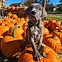 puppy, dog, puppy_face, pumpkin, pumpkins, autumn, fall, orange, hay, blue_sky, outdoor, portrait, cute, paw, collar, leash, harvest, farm_stand, sunlight, seasonal