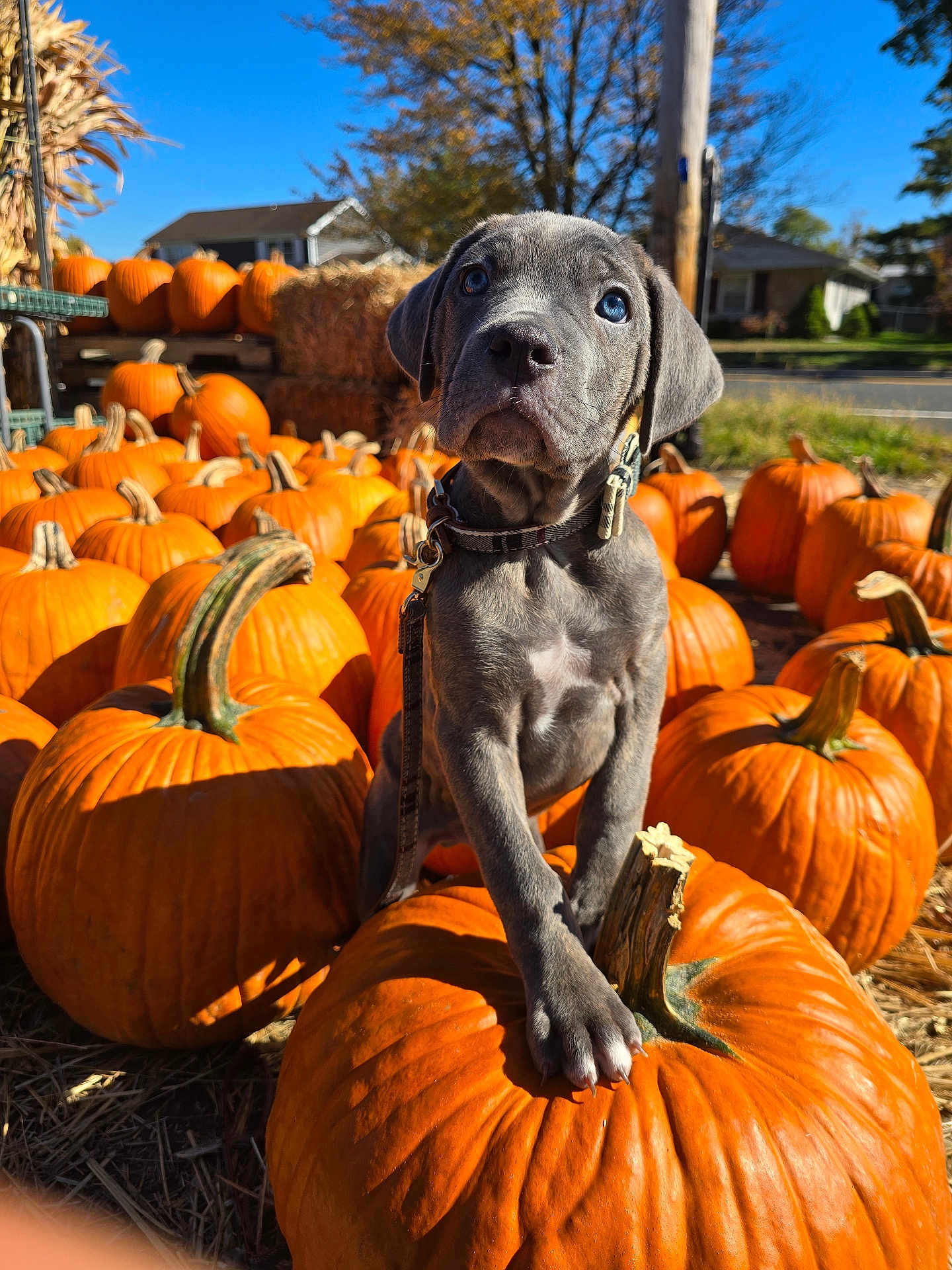 Stormy joined the competition — help win amazing prizes! puppy, dog, puppy_face, pumpkin, pumpkins, autumn, fall, orange, hay, blue_sky, outdoor, portrait, cute, paw, collar, leash, harvest, farm_stand, sunlight, seasonal