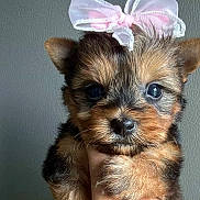 Stella Mae joined the competition — help win amazing prizes! puppy, dog, cute, bow, pink_bow, fluffy, pet, animal, close_up, portrait, small_dog, brown_fur, black_fur, ears, whiskers, hand, indoor, adorable, face, young