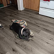 Keylea joined the competition — help win amazing prizes! animal, black_dog, blanket, cabinet, collar, curious, dog, domestic, floor, flooring, home, indoor, kitchen, oven, pet, playful, puppy, towel, wooden_floor, young_dog