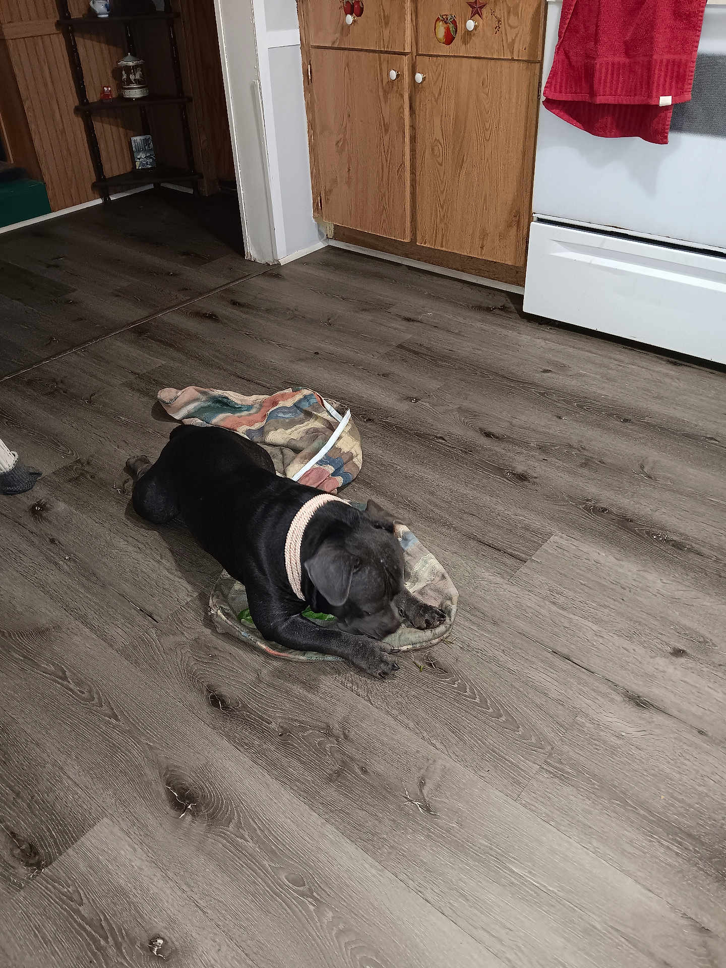 Keylea joined the competition — help win amazing prizes! animal, black_dog, blanket, cabinet, collar, curious, dog, domestic, floor, flooring, home, indoor, kitchen, oven, pet, playful, puppy, towel, wooden_floor, young_dog