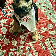 Harley is registered to the contest to win money with this photo: puppy, dog, bandana, carpet, indoor, pet, cute, small_dog, fur, ears, sitting, looking, attention, animal, companion, adorable, home, floor, pattern, decor