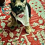puppy, dog, bandana, carpet, indoor, pet, cute, small_dog, fur, ears, sitting, looking, attention, animal, companion, adorable, home, floor, pattern, decor