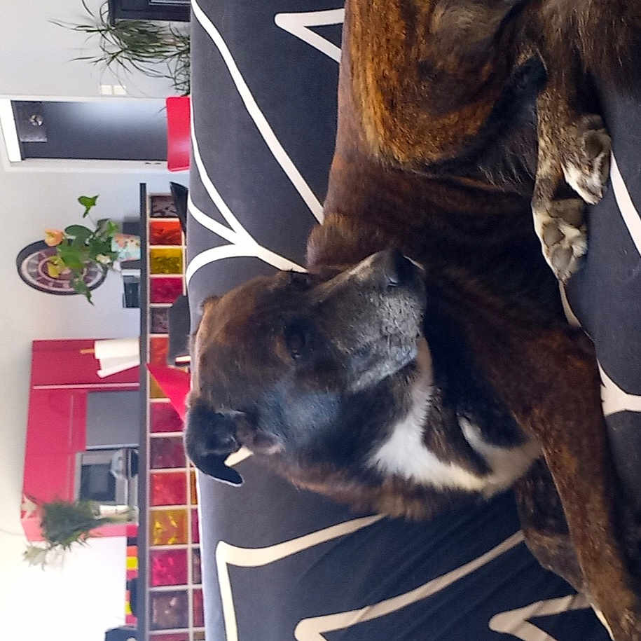 Voyou a rejoint le concours — aidez-le/la à gagner de superbes lots ! animal, architecture, building, canine, cat, chair, couch, cushion, dog, electronics, furniture, homedecor, indoors, interiordesign, livingroom, pet, plant, pottedplant, room, shelf