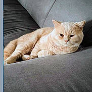 Yanny a rejoint le concours — aidez-le/la à gagner de superbes lots ! animal, cat, comfortable, couch, cozy, cream_colored, cute, domestic, ears, feline, fluffy, fur, gray, indoor, laying, paws, pet, relaxed, resting, whiskers