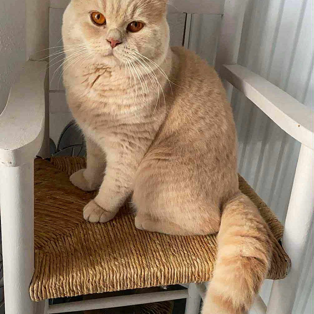 Yanny a rejoint le concours — aidez-le/la à gagner de superbes lots ! amber_eyes, animal, cat, chair, cozy, curious, domestic_cat, feline, floor_tiles, fluffy_tail, furniture, home, indoor, looking_at_camera, pet, portrait, radiator, sitting, white_wood, woven_seat