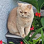 Yanny a rejoint le concours — aidez-le/la à gagner de superbes lots ! animal, beige, calm, cat, cute, ears, flowers, fluffy, fur, garden, green_leaves, ledges, nature, outdoor, pet, plants, red_flowers, sitting, wall, whiskers