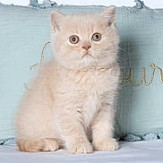 Yanny Love participe au concours pour gagner de l'argent avec cette photo : animal, blue_pillow, cat, cream_colored, cute, domestic_animal, ears, eyes, fluffy, fur, indoor, kitten, pet, pillow, portrait, sitting, small, soft_surface, whiskers, young