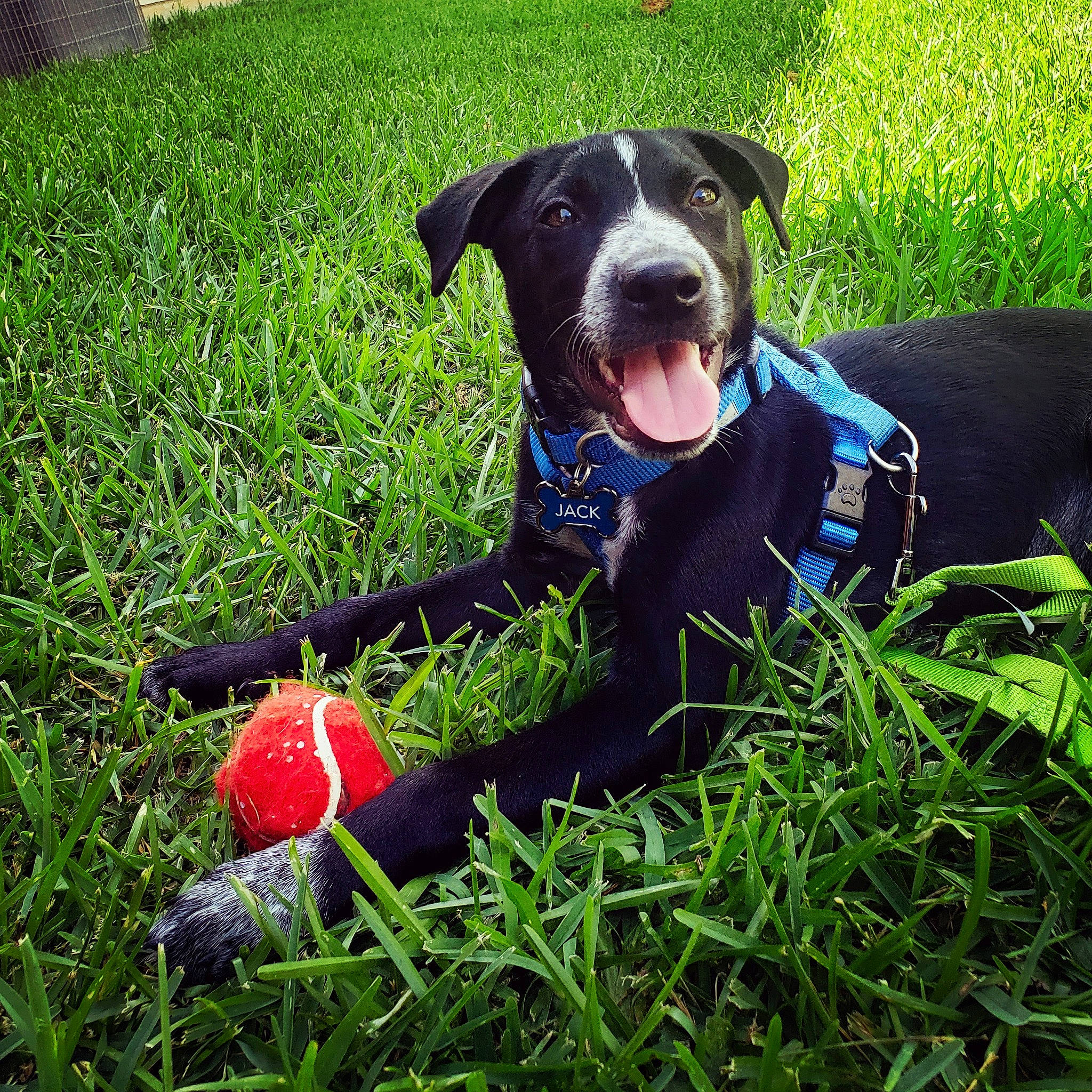 Jack joined the competition — help win amazing prizes! ball, borador, canidae, carnivore, dog, dog_breed, dog_toy, grass, labrador_retriever, mammal, patterdale_terrier, plant, puppy, snout, sporting_group