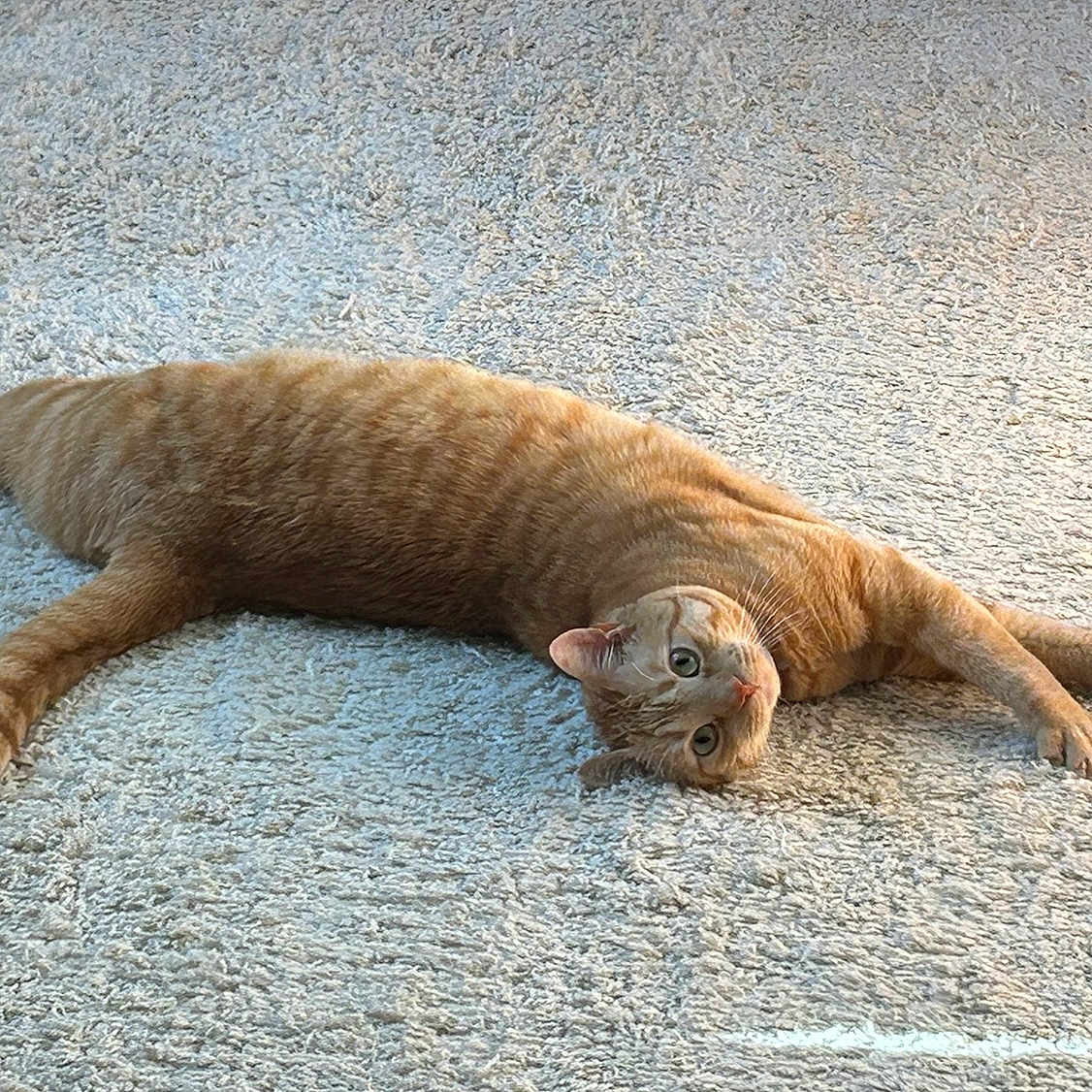 Winston joined the competition — help win amazing prizes! abyssinian, animal, beach, cat, coast, egyptiancat, gravel, kitten, leash, manx, nature, outdoors, person, pet, road, rock, sea, sealife, sealion, sleeping