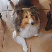Ukita participe au concours pour gagner de l'argent avec cette photo : dog, fluffy, indoor, floor, tile_floor, pet, animal, fur, brown, white, black, sitting, looking_up, curious, domestic, companion, canine, chair_leg, cozy, calm