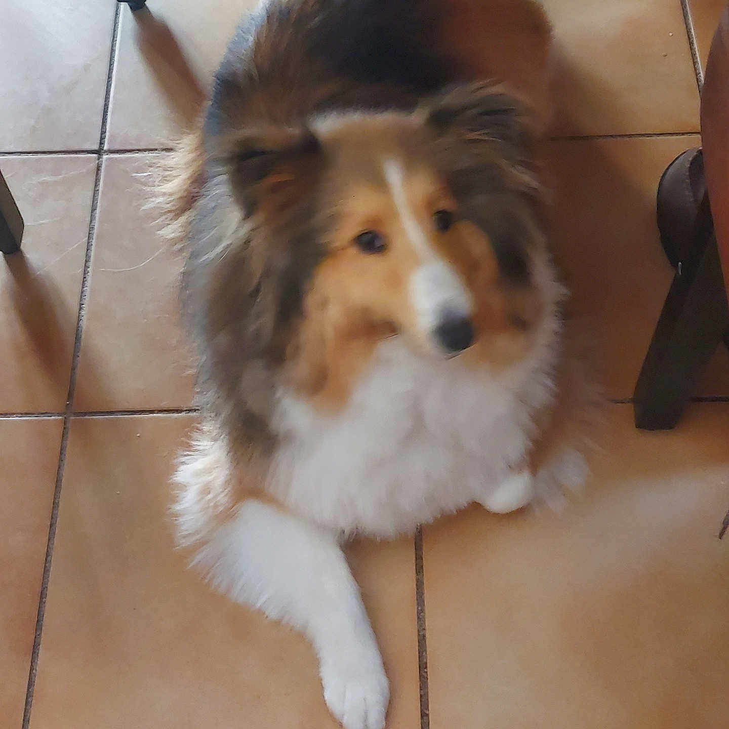 Ukita participe au concours pour gagner de l'argent avec cette photo : dog, fluffy, indoor, floor, tile_floor, pet, animal, fur, brown, white, black, sitting, looking_up, curious, domestic, companion, canine, chair_leg, cozy, calm