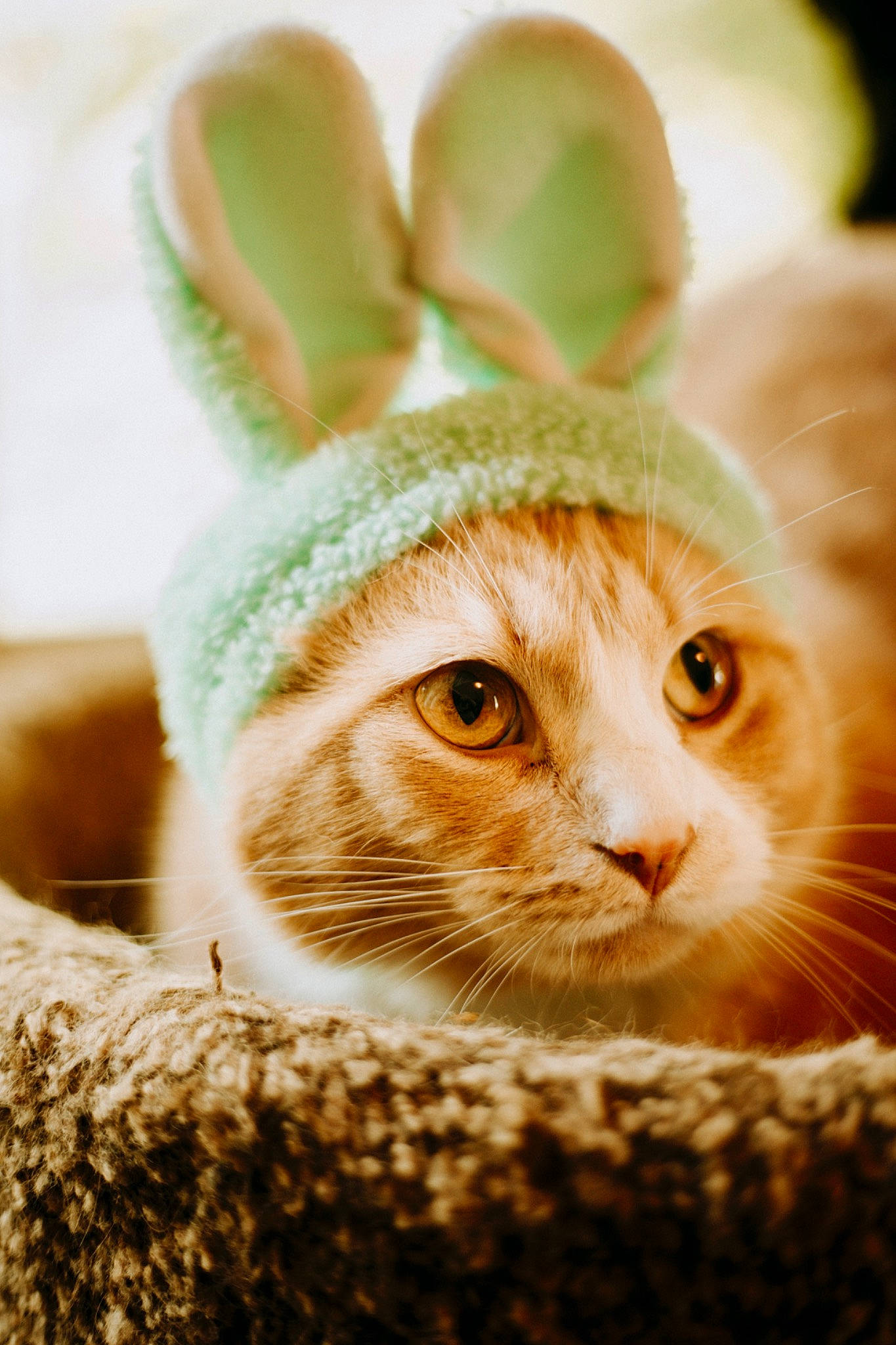 Butter joined the competition — help win amazing prizes! carnivore, cat, domestic_short_haired_cat, ear, fashion_accessory, fawn, felidae, fur, grass, happy, hat, musical_instrument, peach, photo_caption, small_to_medium_sized_cats, snout, tail, terrestrial_animal, whiskers, wildlife