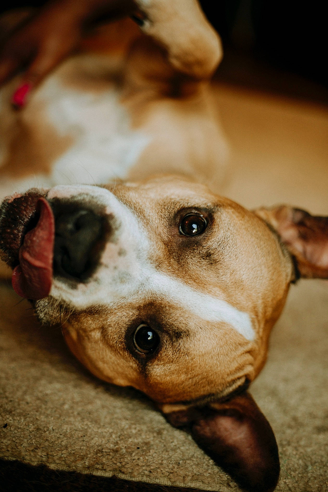 Champion joined the competition — help win amazing prizes! canidae, carnivore, collar, companion_dog, dog, dog_breed, ear, eye, fawn, fur, jaw, non_sporting_group, pet_supply, snout, sporting_group, street_dog, terrestrial_animal, whiskers, wood, working_animal