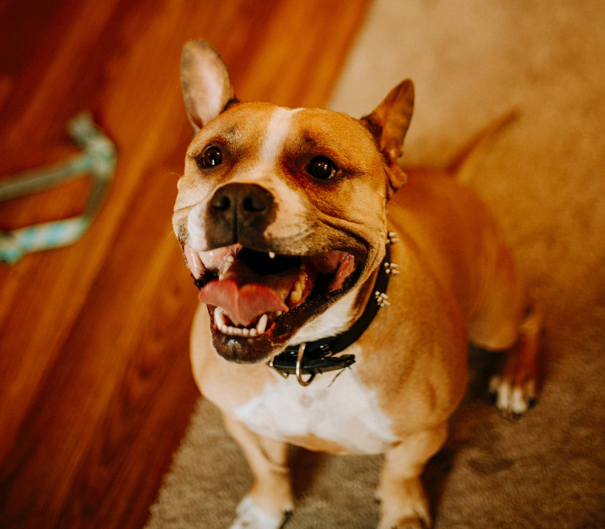 Champion is registered to the contest to win money with this photo: ancient_dog_breeds, carnivore, collar, companion_dog, dog, dog_breed, dog_collar, dog_supply, fawn, flooring, fur, leash, snout, whiskers, wood, working_animal, working_dog