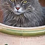 animal, cat, ceramic_pot, close_up, decorative, ears, feline, flower_pot, fluffy, garden, gray_cat, nature, outdoor, pet, plant_pot, portrait, relaxed, sitting, whiskers, yellow_eyes
