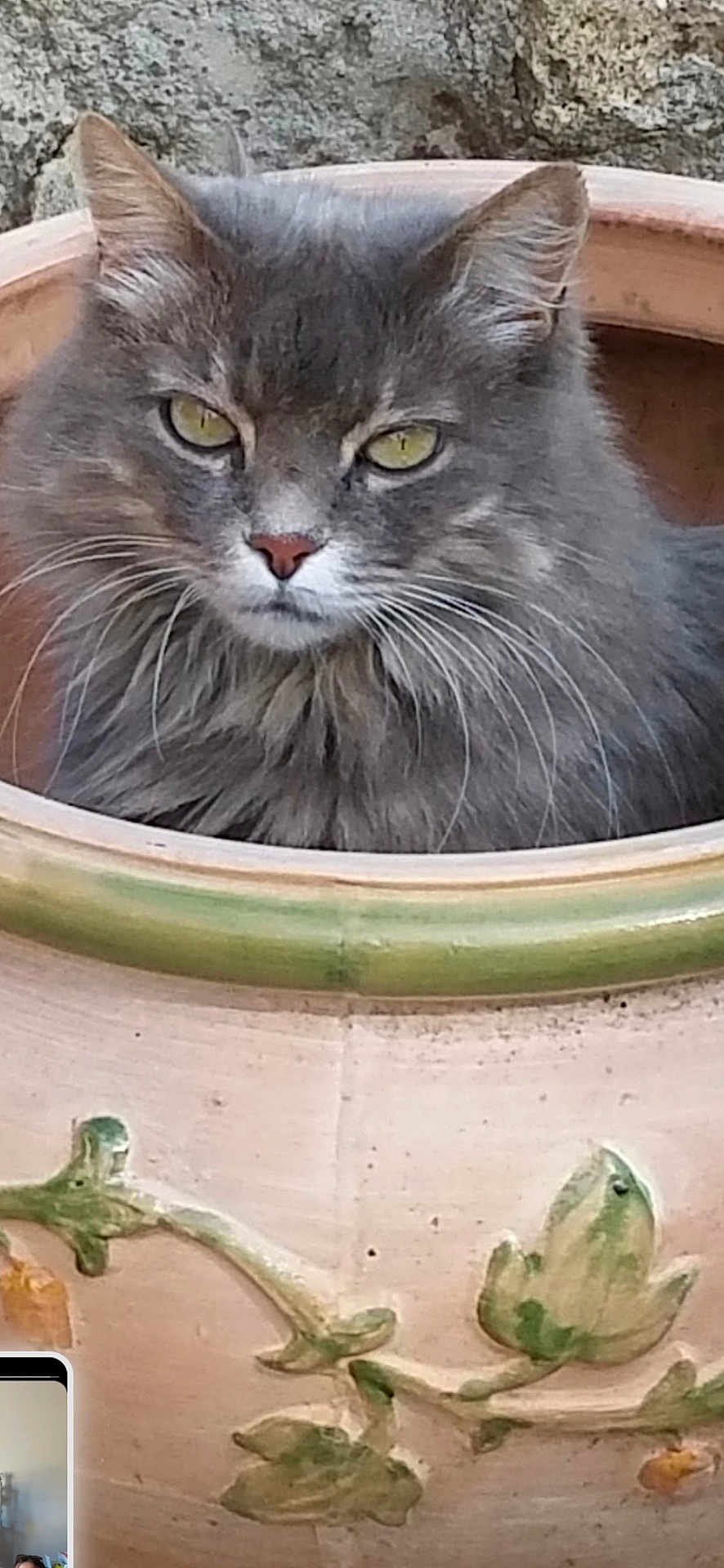 Cerise a rejoint le concours — aidez-le/la à gagner de superbes lots ! cat, gray_cat, fluffy, ceramic_pot, flower_pot, yellow_eyes, outdoor, animal, pet, feline, whiskers, ears, decorative, close_up, nature, plant_pot, relaxed, portrait, sitting, garden