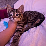 Louie is registered to the contest to win money with this photo: cat, kitten, tabby, pet, animal, paw, hand, bed, blanket, fur, stretching, cute, indoor, resting, cozy, soft, feline, whiskers, closeup, relaxing