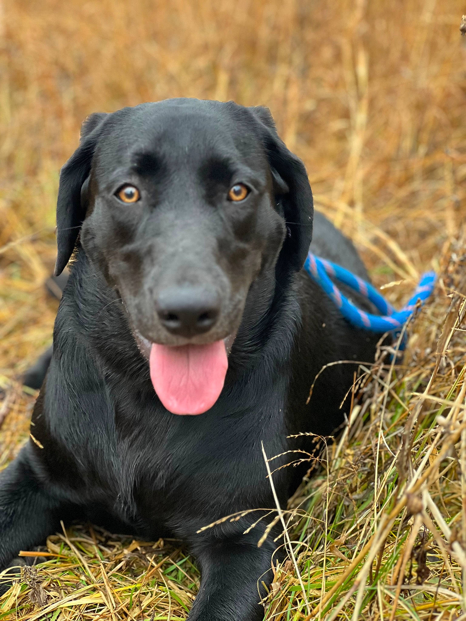 Ace is registered to the contest to win money with this photo: borador, canidae, carnivore, collar, companion_dog, dog, dog_breed, dog_collar, electric_blue, grass, guard_dog, gun_dog, labrador_retriever, retriever, snout, sporting_group, terrestrial_animal, whiskers, working_animal, working_dog