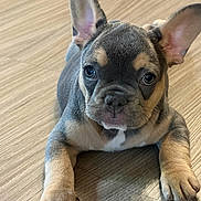 Sophie Lynn joined the competition — help win amazing prizes! adorable, animal, black, brown, close_up, cute, dog, ears, expression, floor, front_paws, fur, indoor, looking_at_camera, lying_down, pet, puppy, tan, whiskers, young
