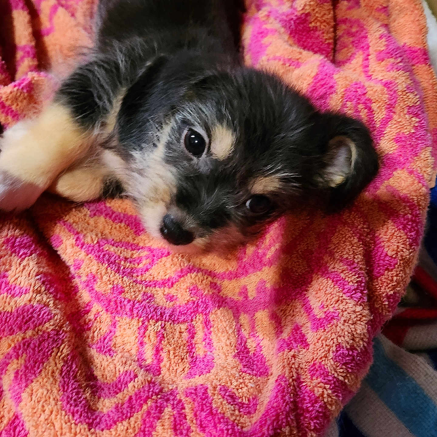 Lucy is registered to the contest to win money with this photo: animal, blanket, canine, cat, cockerspaniel, couch, dog, furniture, hound, kitten, laundry, papillon, person, pet, puppy, quilt, sleeping, terrier, towel