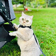 Eviee joined the competition — help win amazing prizes! cat, animal, pet, outdoor, grass, greenery, leash, curious, wide_eyes, fluffy, sitting, nature, daylight, park, stroller, chair, feline, cute, fur, whiskers