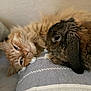 Sake is registered to the contest to win money with this photo: animal, blanket, cat, closeup, companion, cozy, cute, domestic, friendship, fur, furry, indoor, lop_ear, orange_cat, pet, rabbit, relaxed, resting, sleepy, soft