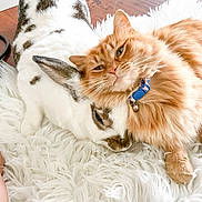 Sake is registered to the contest to win money with this photo: animal, bell, carpet, cat, close_up, collar, cozy, cute, domestic, fluffy, friendship, fur, indoor, orange_cat, pet, rabbit, relaxed, snuggling, white_rabbit, wood_floor