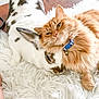 animal, bell, carpet, cat, close_up, collar, cozy, cute, domestic, fluffy, friendship, fur, indoor, orange_cat, pet, rabbit, relaxed, snuggling, white_rabbit, wood_floor