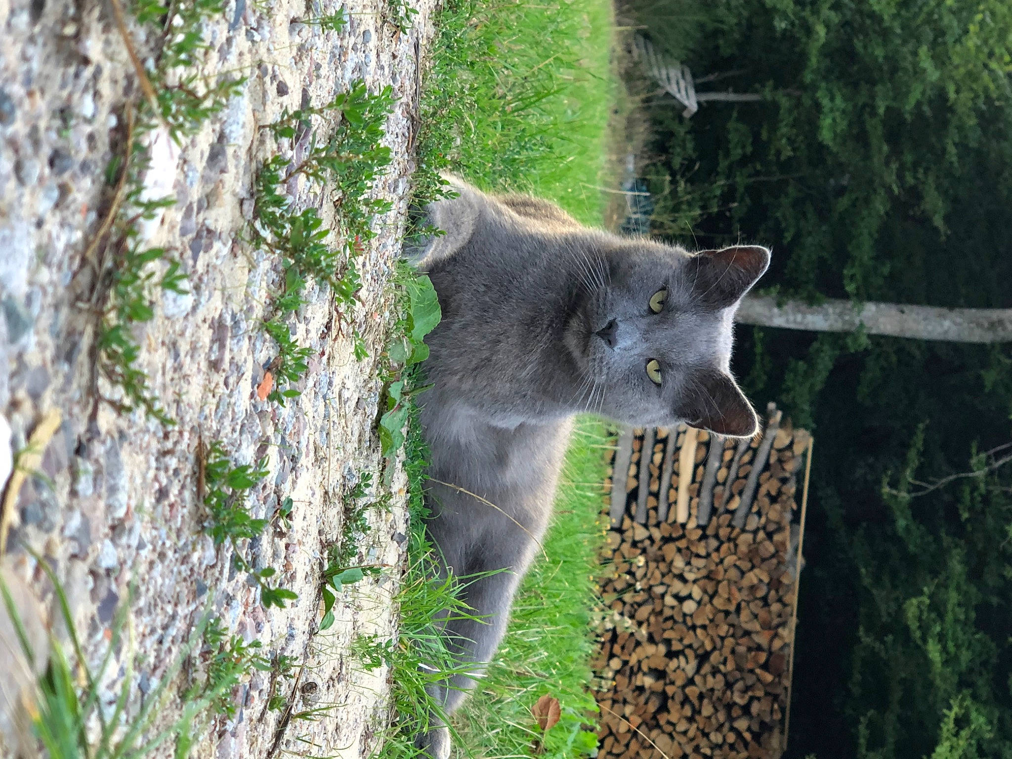 Pacha a rejoint le concours — aidez-le/la à gagner de superbes lots ! branch, carnivore, cat, domestic_short_haired_cat, felidae, fur, grass, grey, groundcover, plant, russian_blue, small_to_medium_sized_cats, tail, terrestrial_animal, tree, trunk, twig, whiskers, wildlife, wood