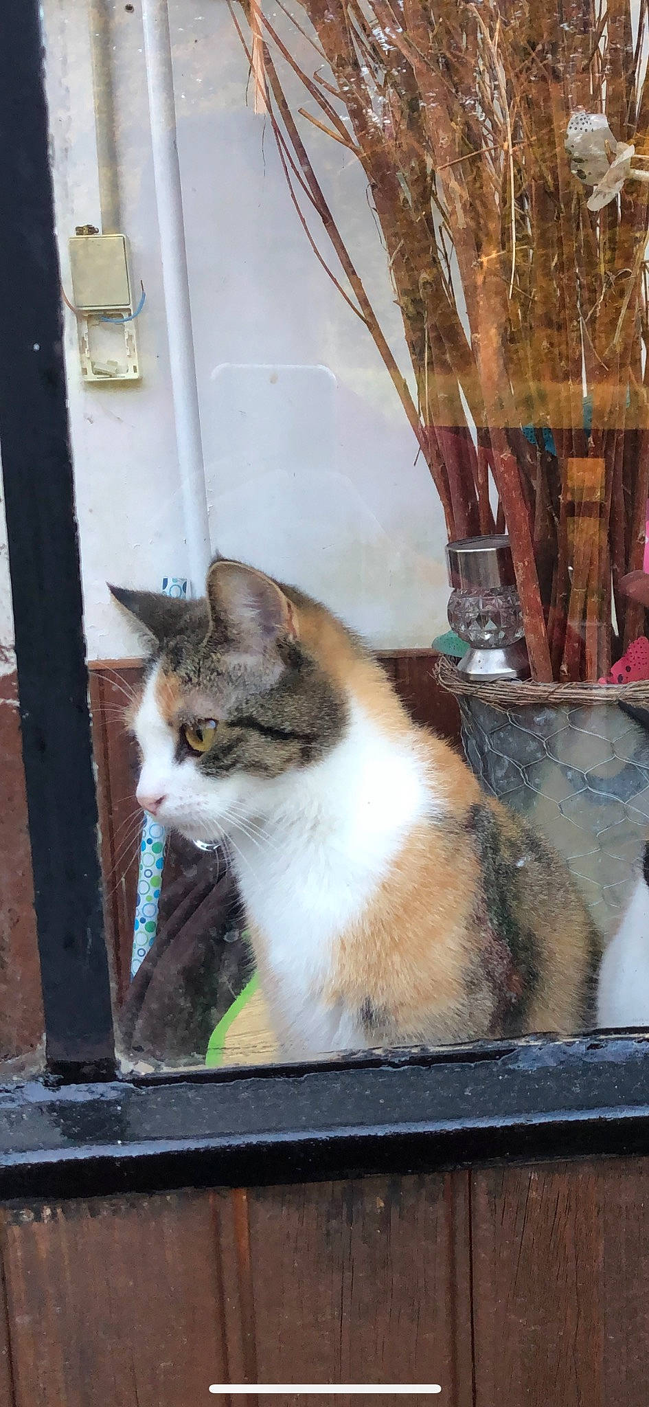 Sephora a rejoint le concours — aidez-le/la à gagner de superbes lots ! carnivore, cat, domestic_short_haired_cat, door, eye, fawn, felidae, fur, metal, sitting, small_to_medium_sized_cats, snout, street, tail, whiskers, window, wood