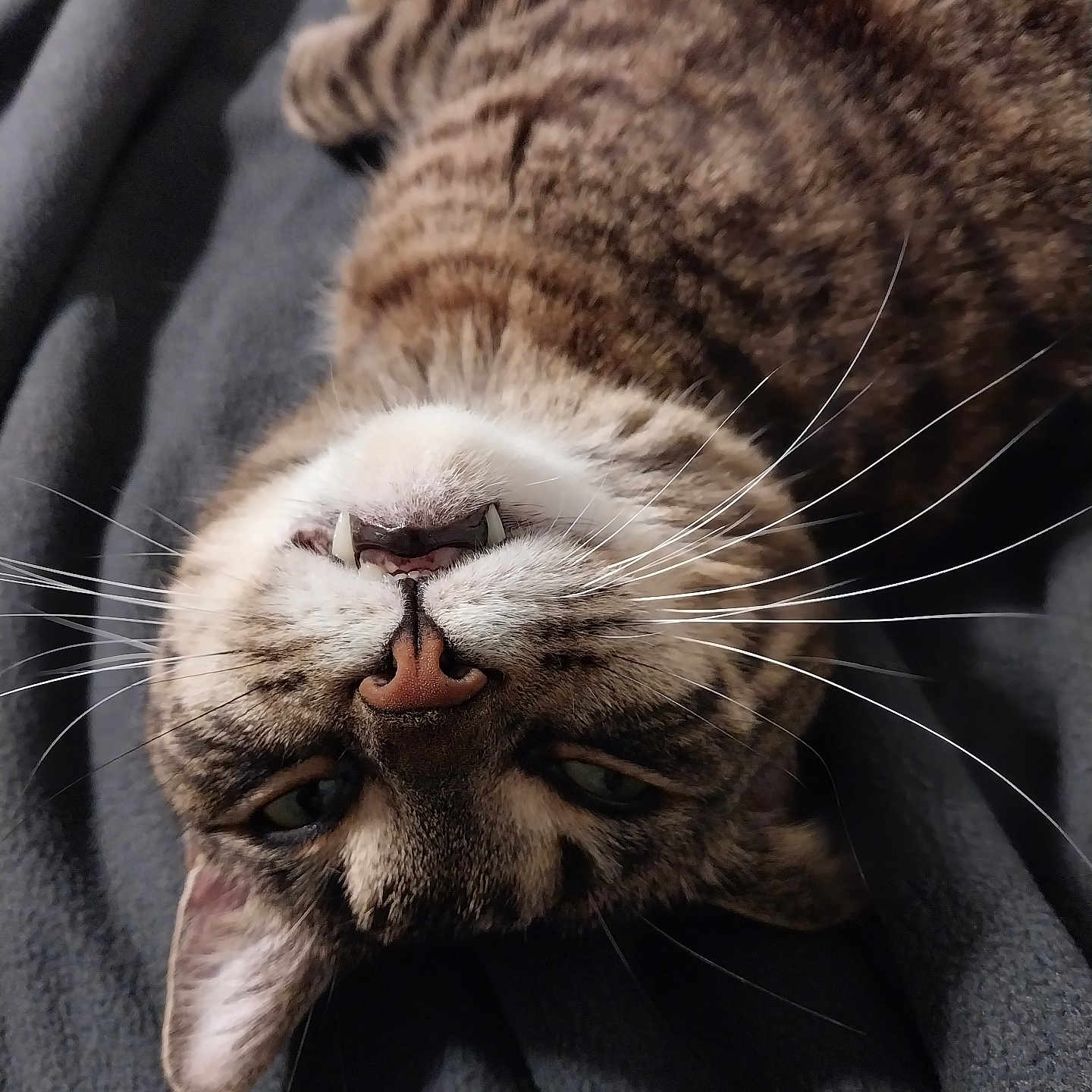 Snickers is registered to the contest to win money with this photo: animal, bed, blanket, cat, closeup, cozy, cute, ears, face, fangs, fur, indoor, lying_down, mammal, nose, pet, relaxed, sleeping, tabby, whiskers
