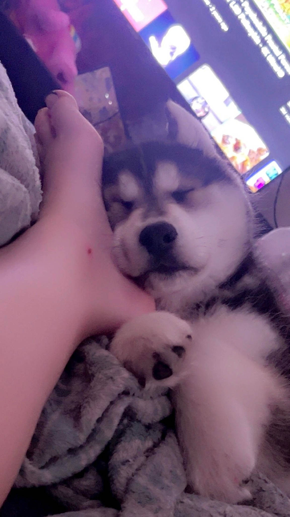 Diesel joined the competition — help win amazing prizes! canidae, carnivore, cloud, comfort, companion_dog, dog, dog_breed, felidae, flesh, foot, fur, human_leg, nap, paw, puppy_love, snout, spitz, sporting_group, toy_dog, whiskers