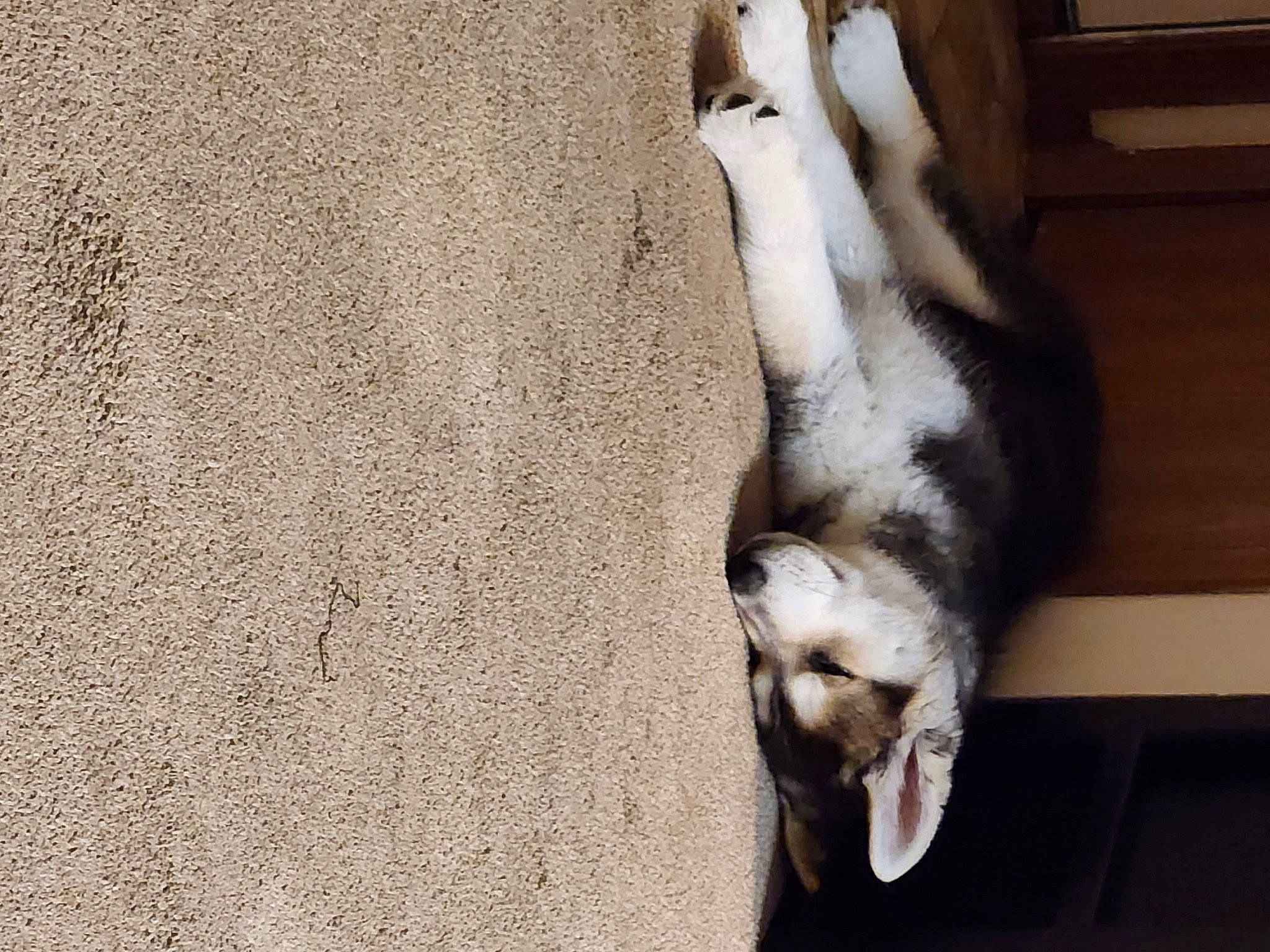 Diesel joined the competition — help win amazing prizes! canidae, carnivore, cat, comfort, companion_dog, dog, dog_breed, domestic_short_haired_cat, fawn, felidae, fur, human_leg, paw, small_to_medium_sized_cats, snout, sporting_group, tail, whiskers, window, wood