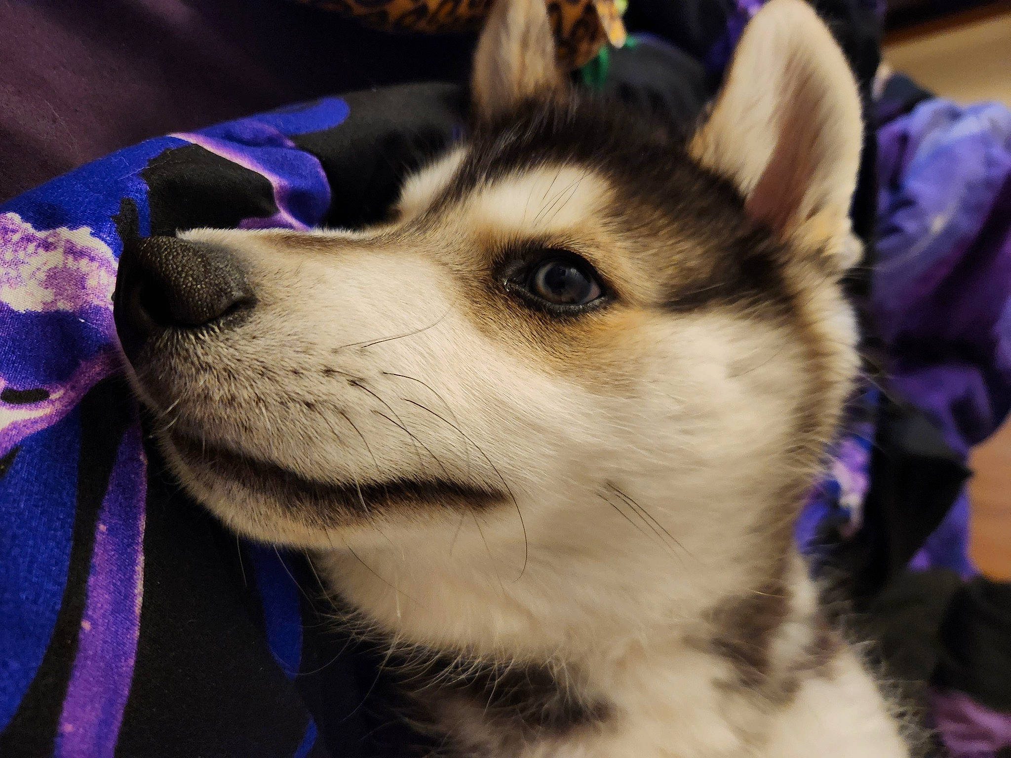 Diesel is registered to the contest to win money with this photo: ancient_dog_breeds, canidae, canis, carnivore, companion_dog, dog, dog_breed, electric_blue, fawn, fur, non_sporting_group, puppy, siberian_husky, sled_dog, snout, sporting_group, square, whiskers, working_dog